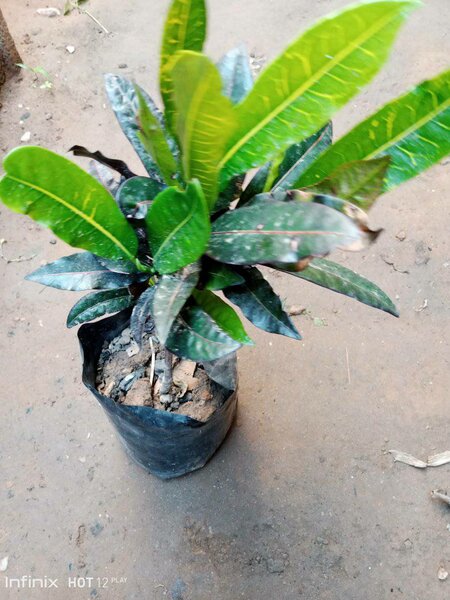 plantes vertes d'intérieur