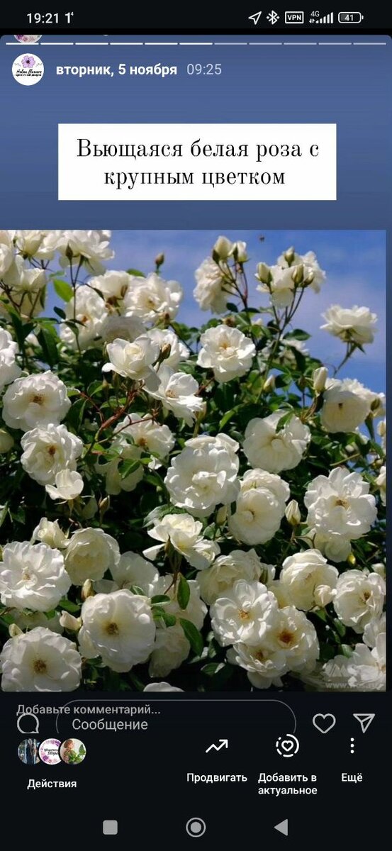 Саженцы роз