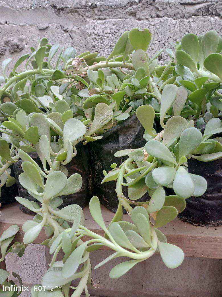 plantes vertes d'intérieur