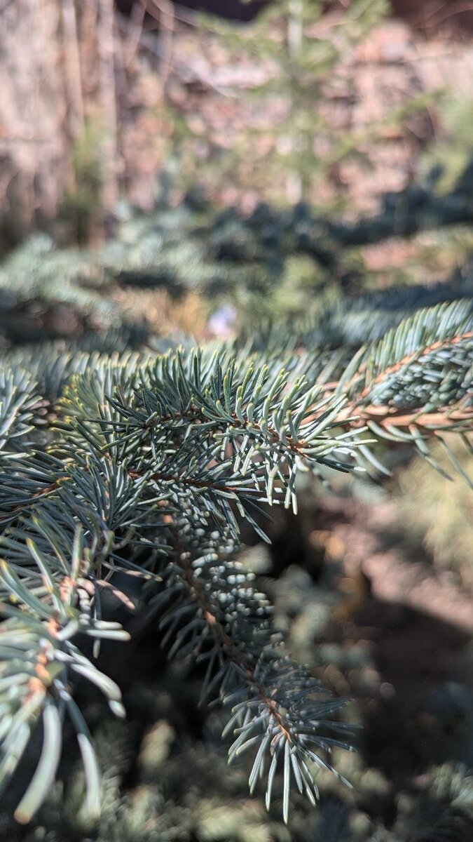 Ель Голубая колючая