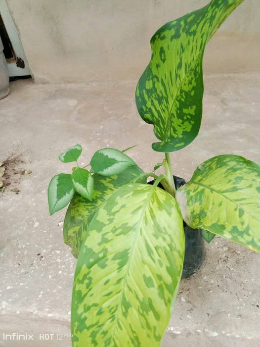 plantes vertes d'intérieur