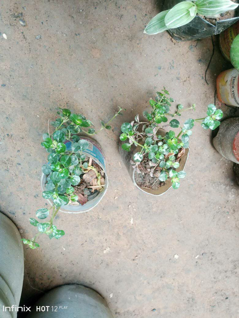 plantes vertes d'intérieur