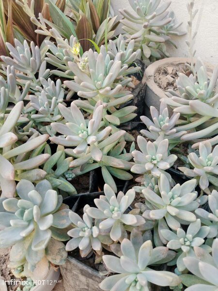 plantes vertes d'intérieur