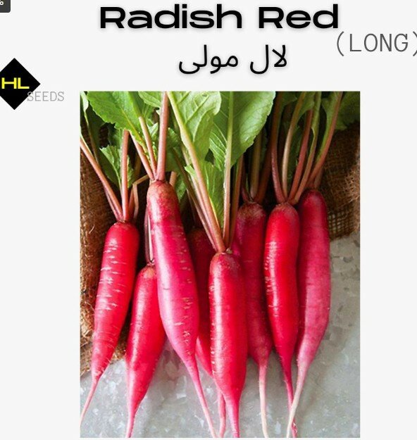 Radish Red Long (Heirloom)