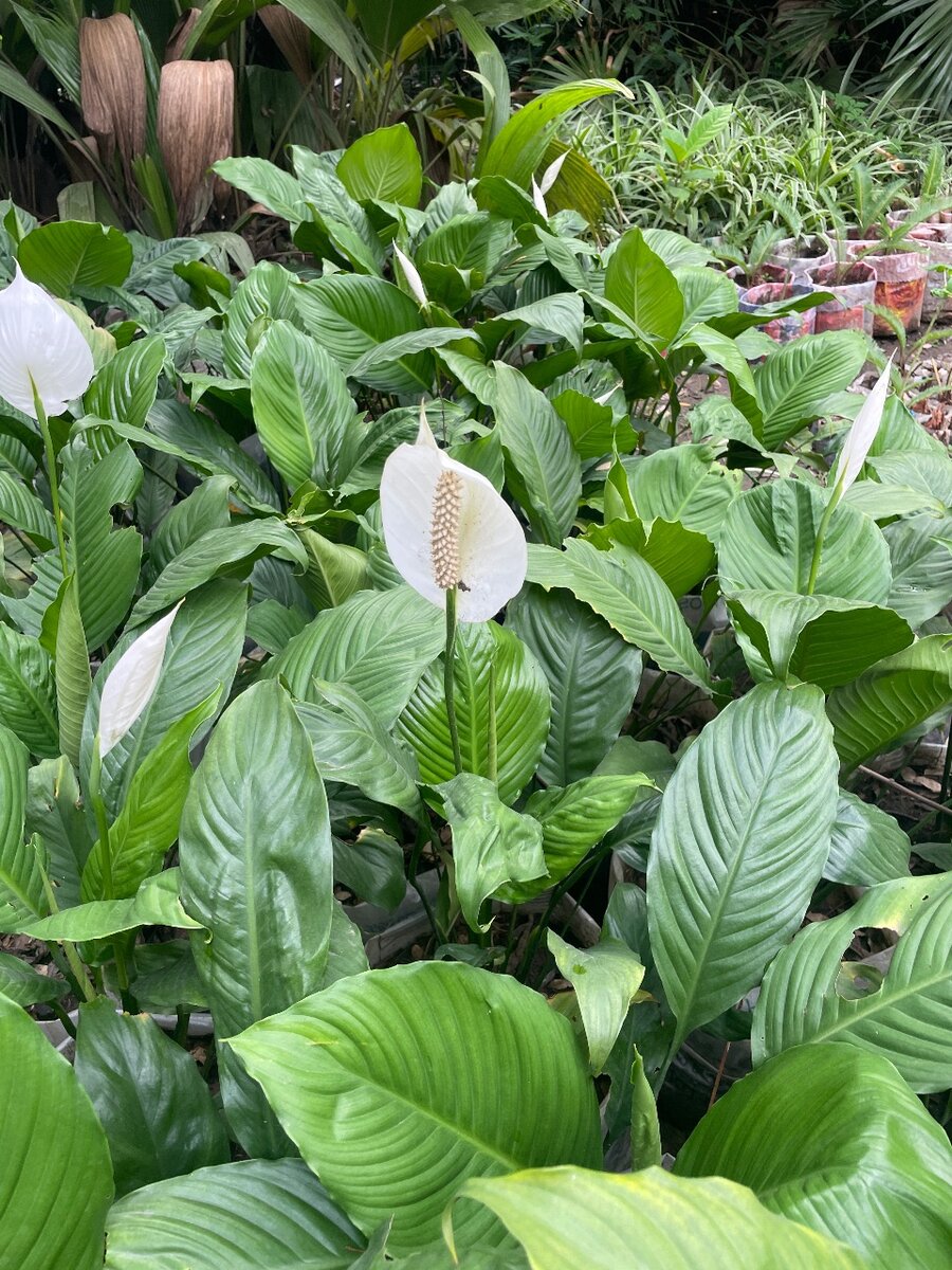 Peace Lilly