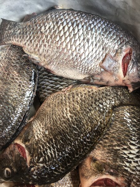 Fresh Tilapia