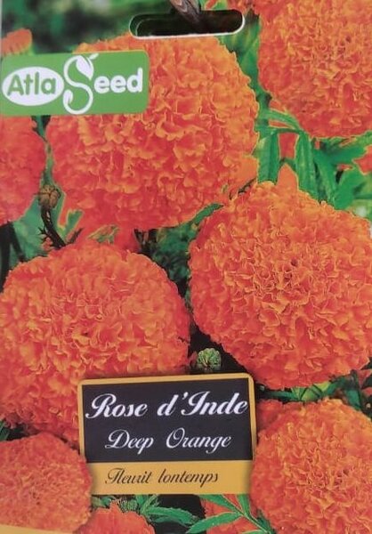 Semences de Fleurs Rose d'Inde