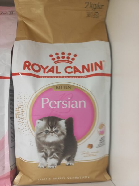 Persian kitten