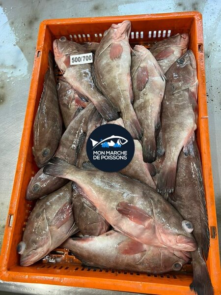 Poisson Tilapia Frais