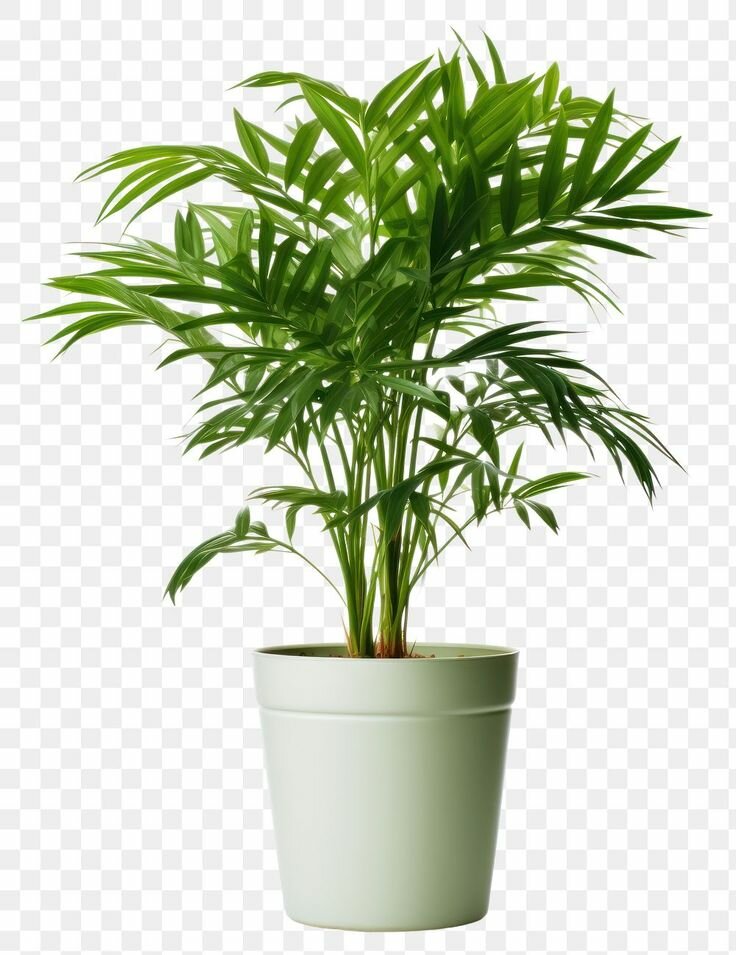 House beautiful plant