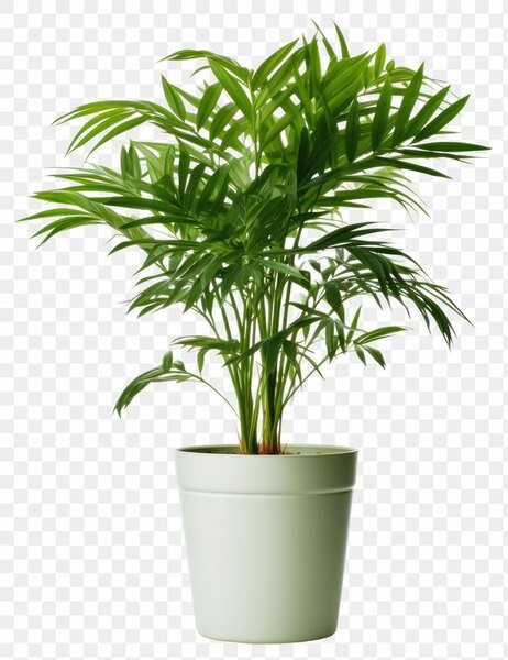 House beautiful plant