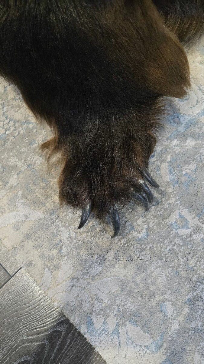 Продаю шкуру бурого медведя