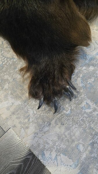 Продаю шкуру бурого медведя