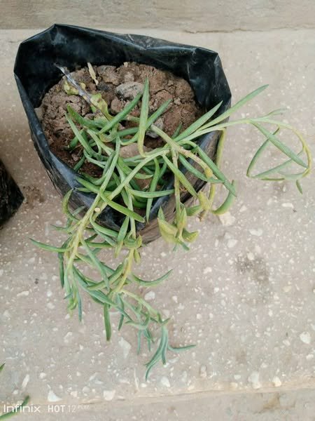 plantes vertes d'intérieur