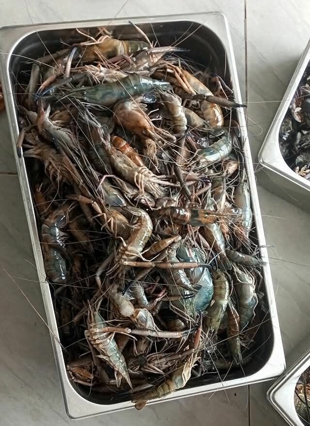 Crevettes fraîches sur glace