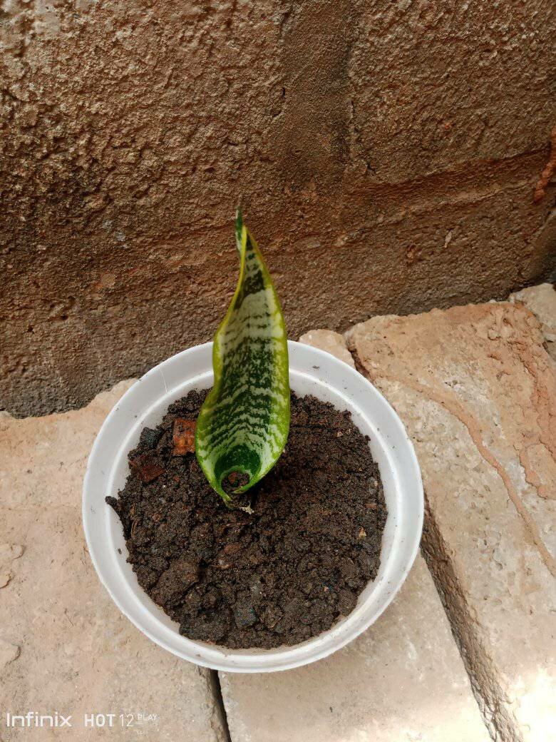 plantes vertes d'intérieur