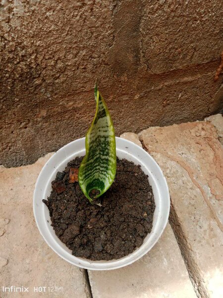 plantes vertes d'intérieur