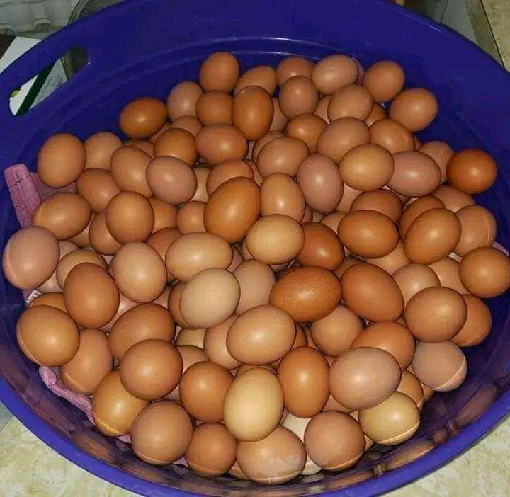 Fresh Eggs