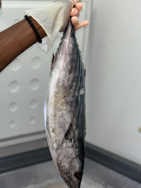 Gros Thon blanc ( asaph )