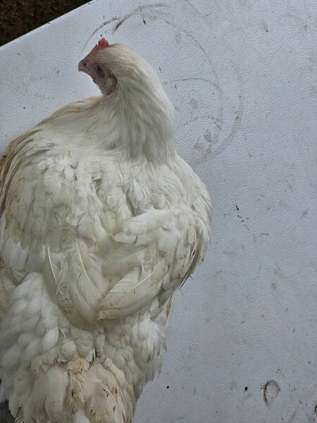 Chickens live and dressed going at K140