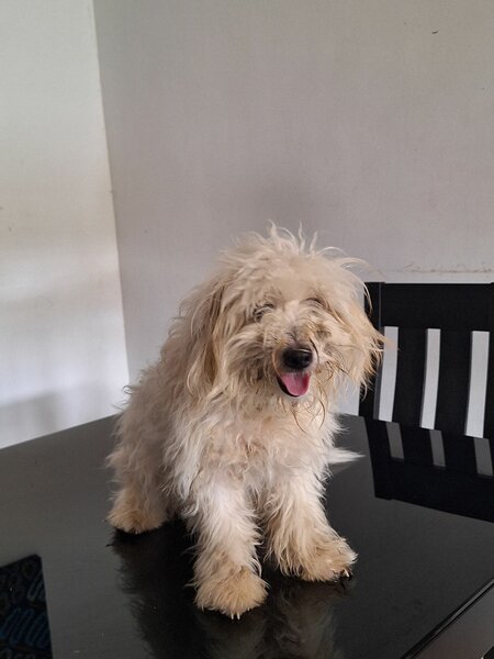 Une caniche de 8 mois