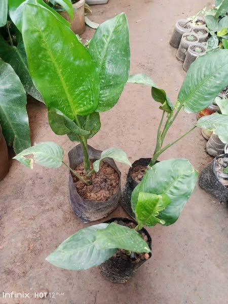 plantes vertes d'intérieur