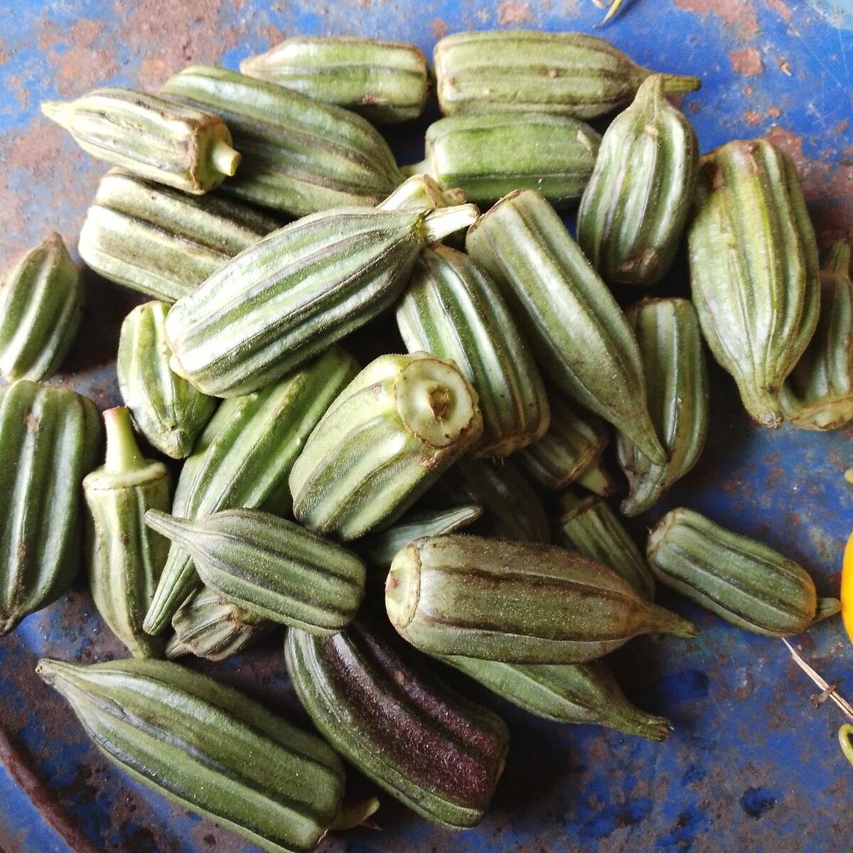 Okra fraîche et piments