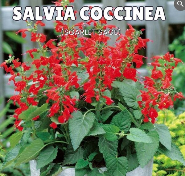 Salvia Coccinea – Perennial