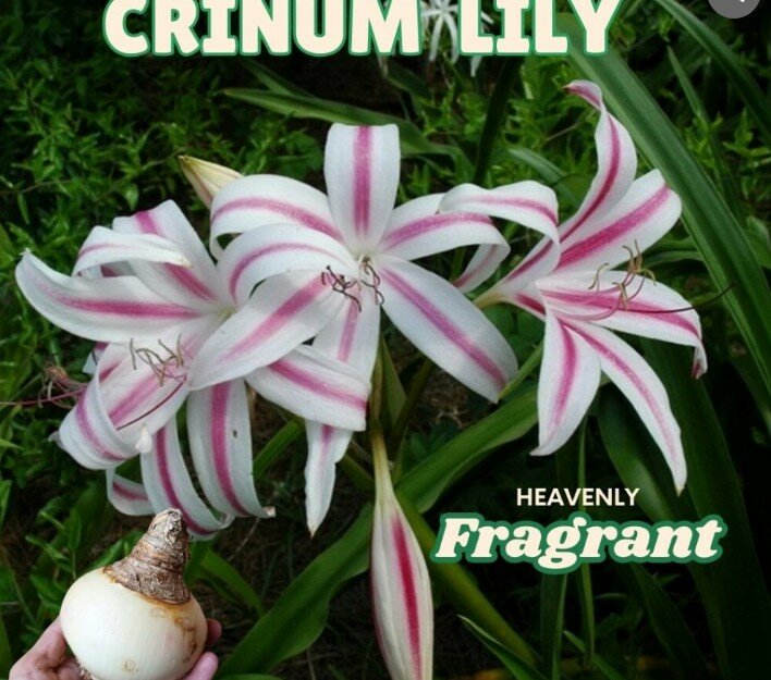 Crinum Lily – Single Bulb (Heavenly Fragrant)