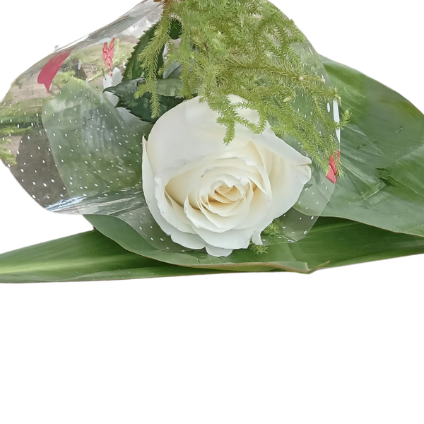 Rose blanche