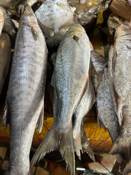 Poisson Frais de Mer