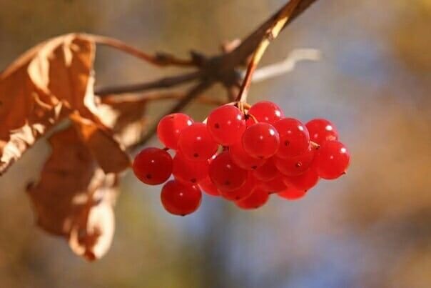 Калина красная