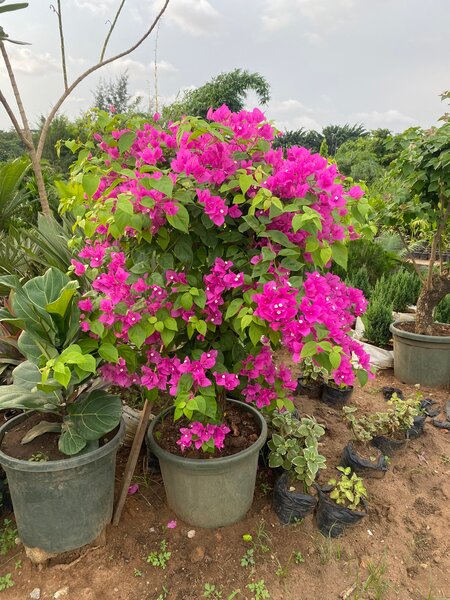 Bougainvillea en pot - Plante d'extérieur fleurie