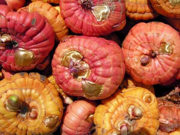 Гладиолусы