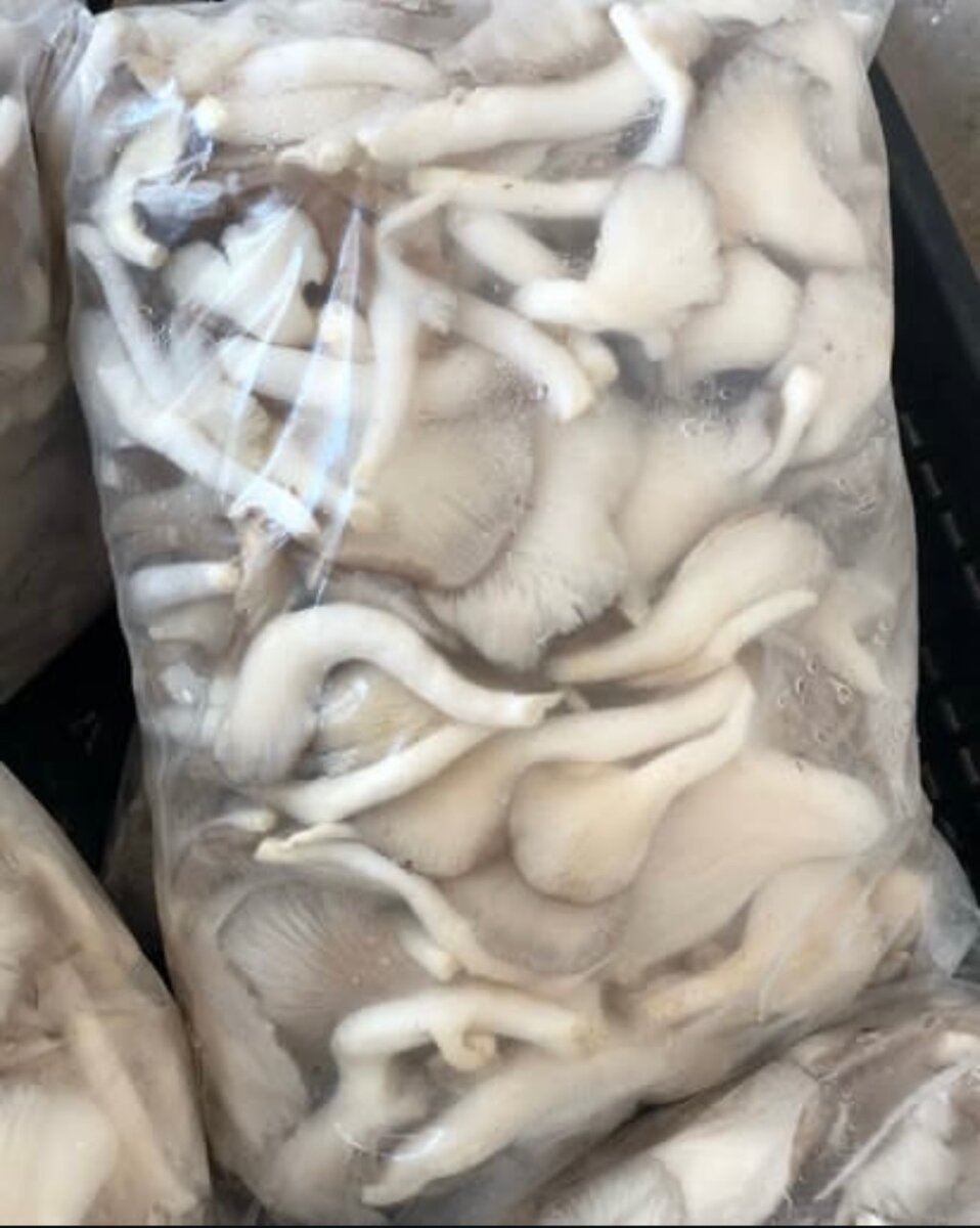 Fresh oyster mushrooms (1kg)