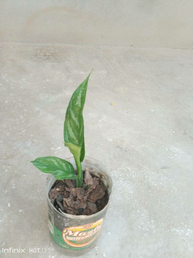 plantes vertes d'intérieur