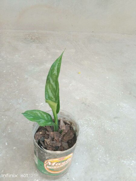 plantes vertes d'intérieur