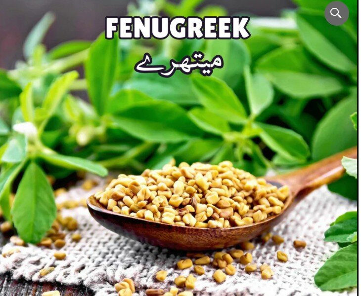 Fenugreek (Methry)