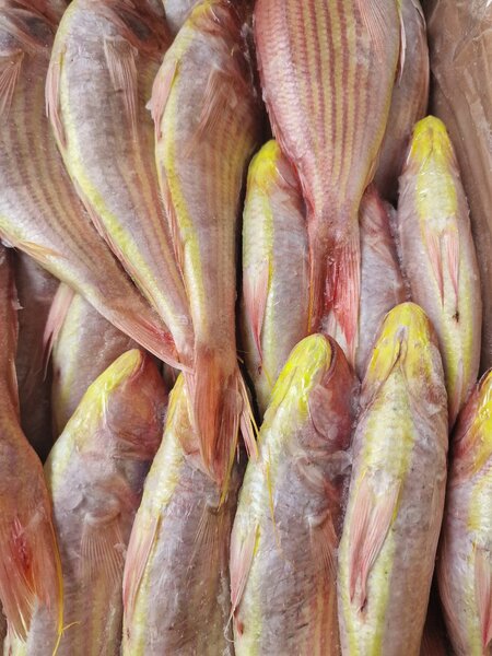 Poissons frais pour le marché