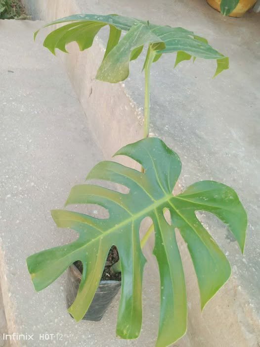 plantes vertes d'intérieur