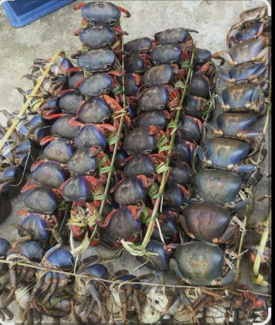 Crabes frais de qualité