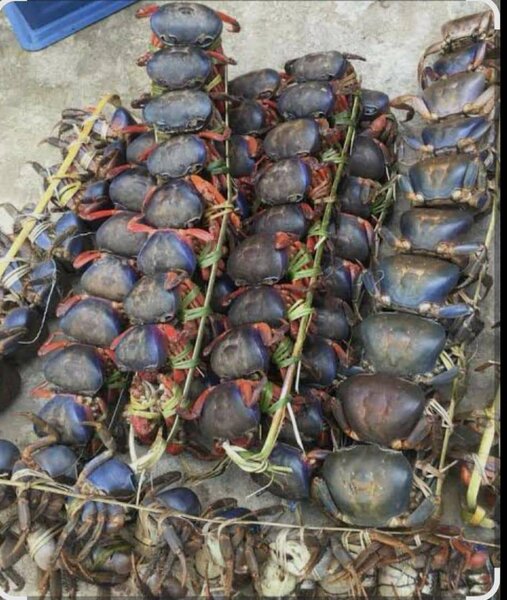 Crabes frais de qualité