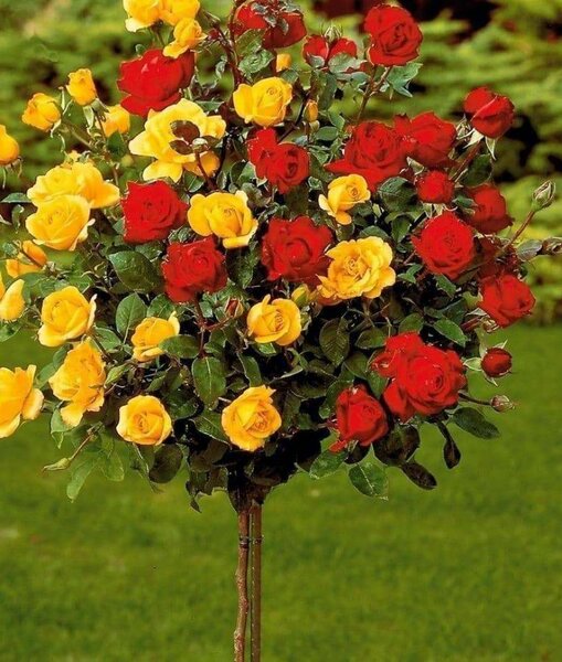 Штамбовые розы