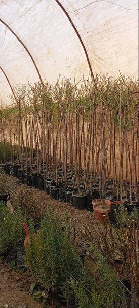 Штамбовые розы