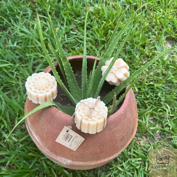 4 Savons à l'aloès 130g