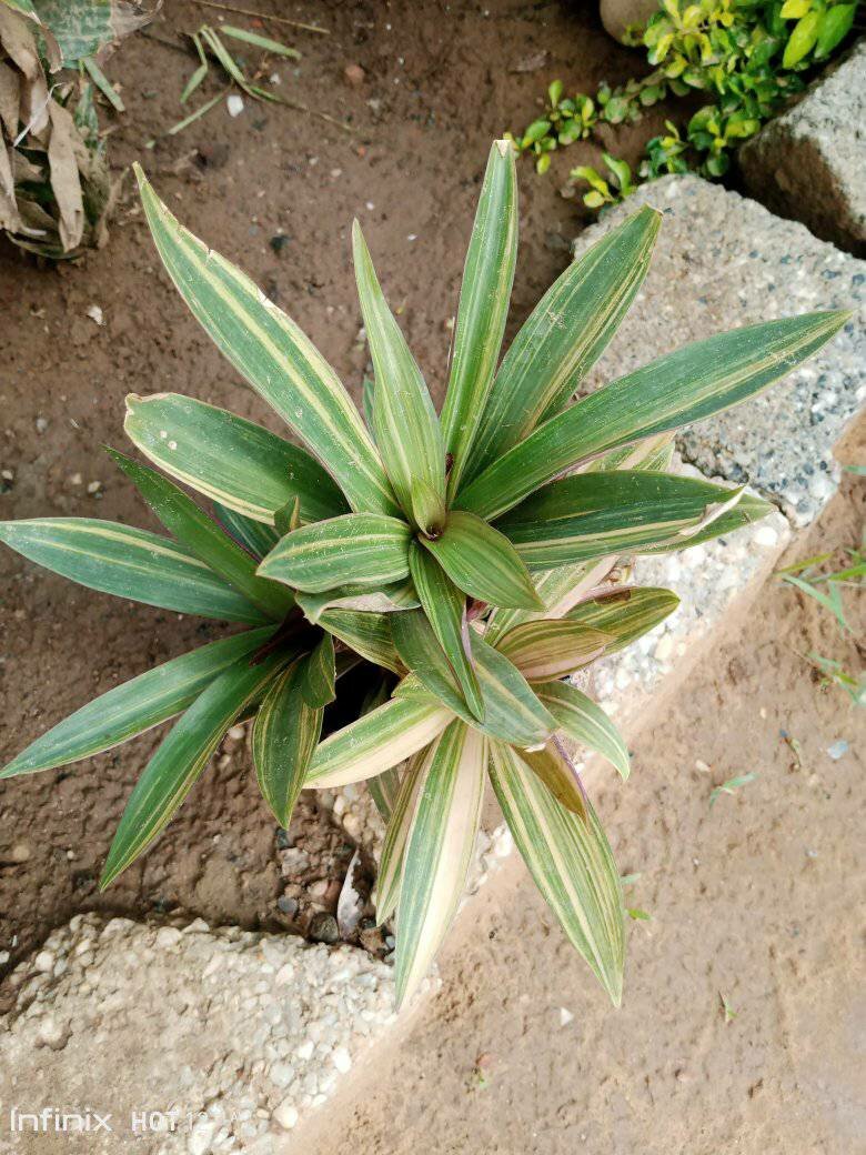 plantes vertes d'intérieur