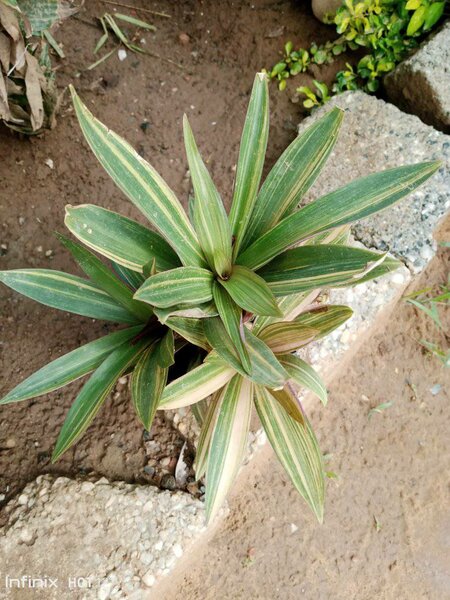 plantes vertes d'intérieur