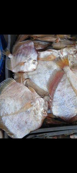 Poisson Séché de Qualité