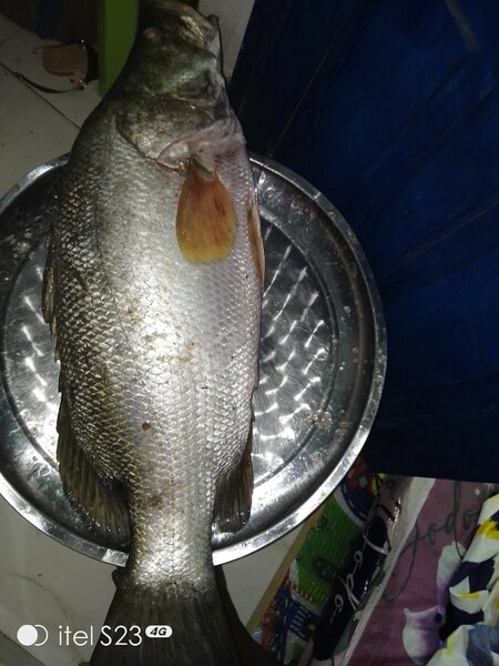 Poisson capitaine, Cameroun.