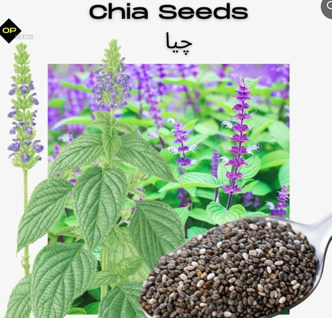 Chia Seeds (Salvia hispanica)